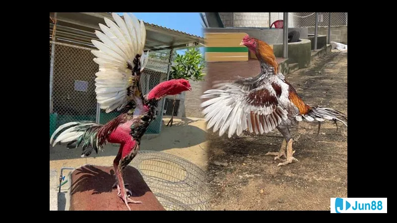 Gà và sư kê gặp nhau