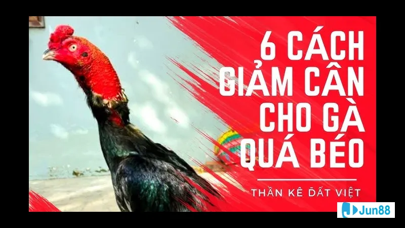 Thời gian cho ăn hợp lý