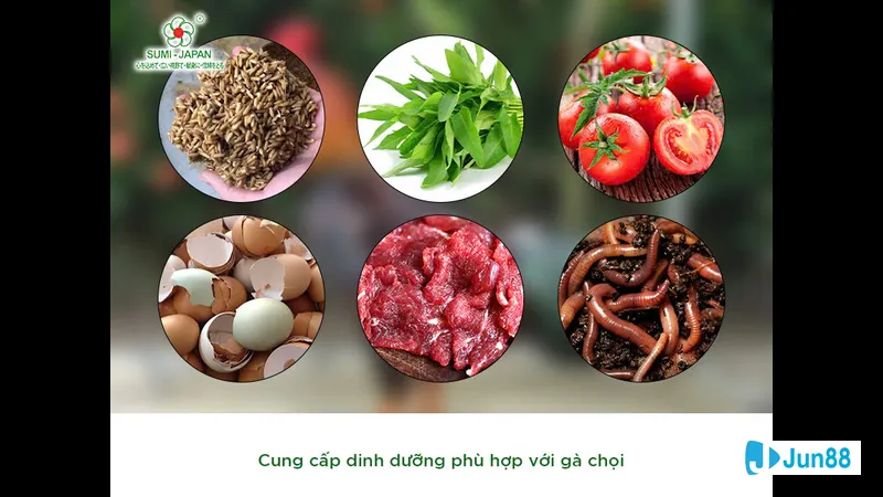 Dinh dưỡng hợp lý cho gà chọi
