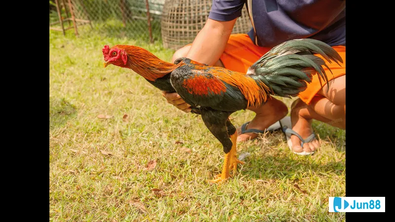 Các chất dinh dưỡng cần thiết cho cơ