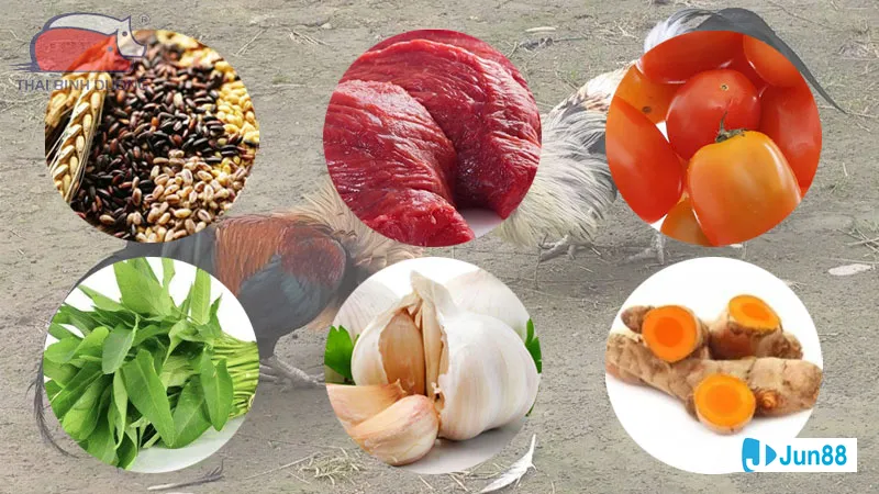 Phương pháp tập luyện cho gà chọi