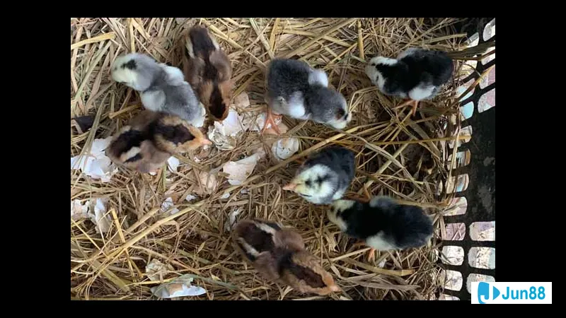 Chuồng trại gà chọi cho gà con mới