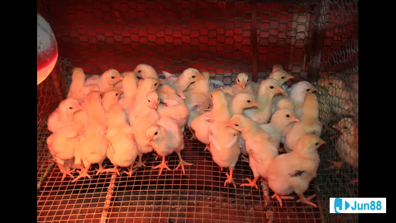 Chiến kê đang được đánh giá tình trạng