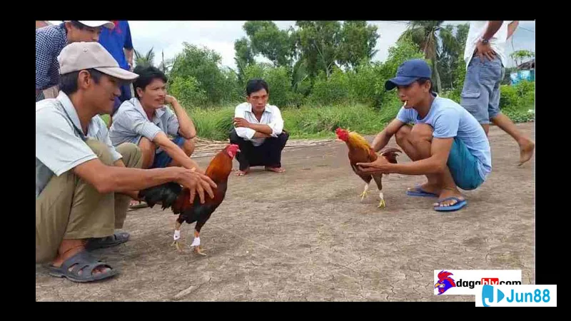 Gà đá bị mù mắt