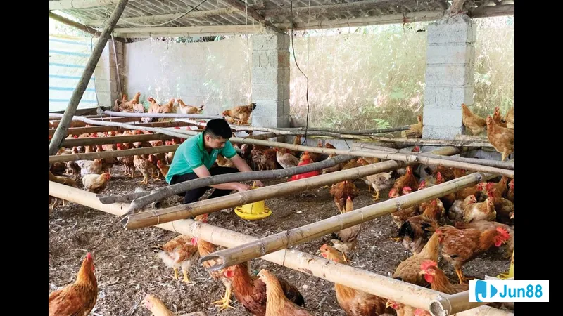 Nải gà trong kỹ thuật sửa gà