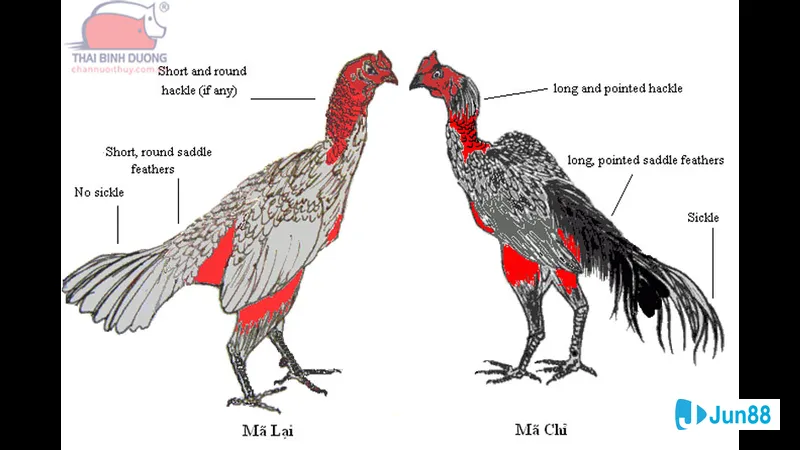 Lối đá gà chọi đặc trưng