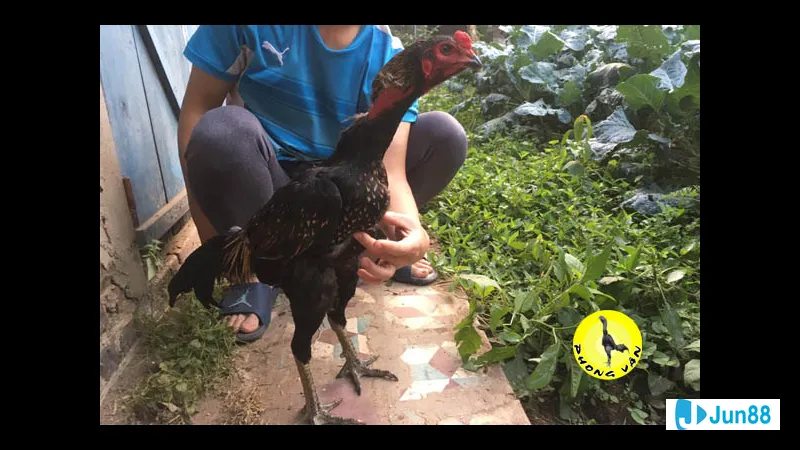 Minh họa cho Lối đá dọc trong bài