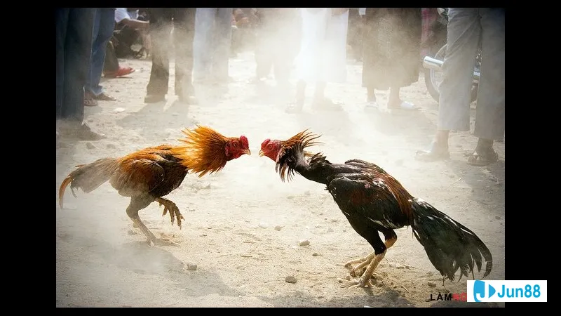 Chiến kê hỗ trợ và điều khiển