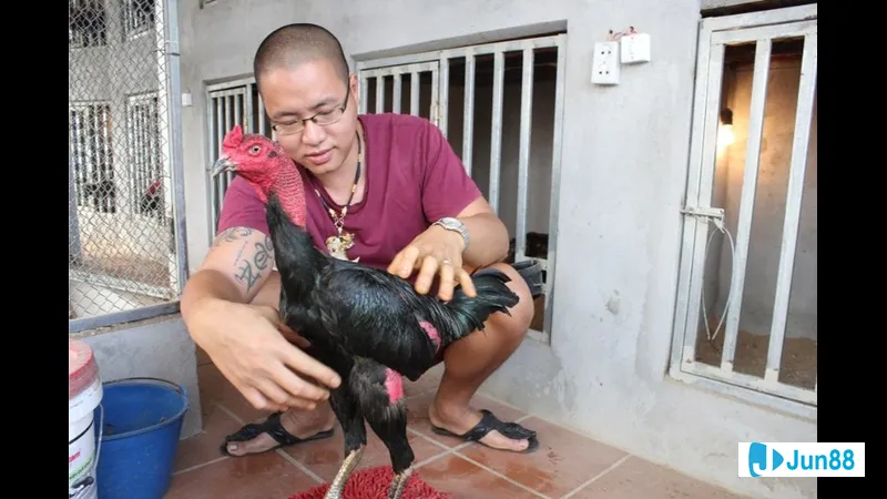 Chiến kê đánh giá tính cách và tâm