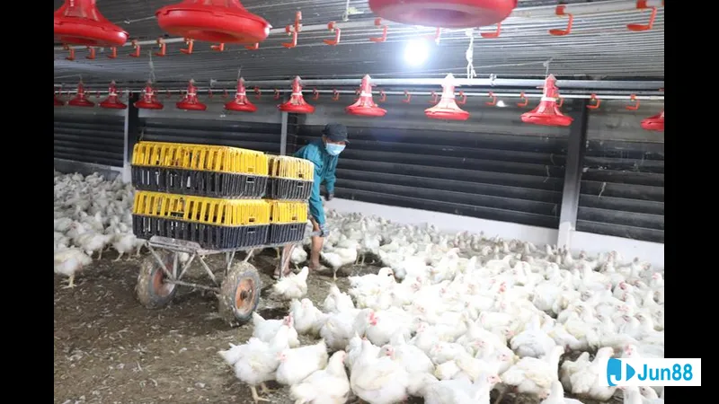 Cộng đồng nài gà