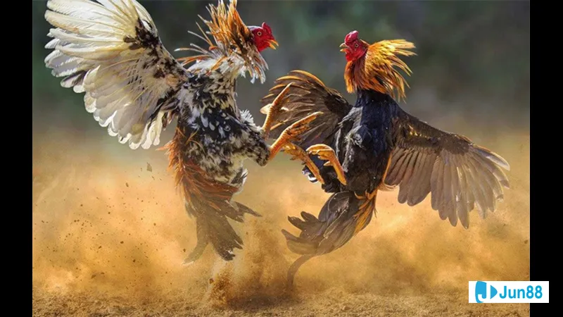 Bài văn thi hài hước về cuộc đời