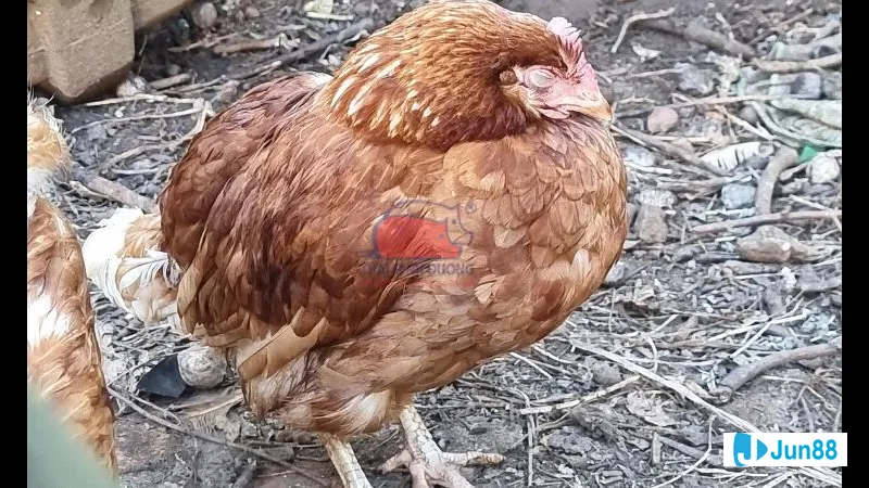 Chế độ dinh dưỡng hợp lý