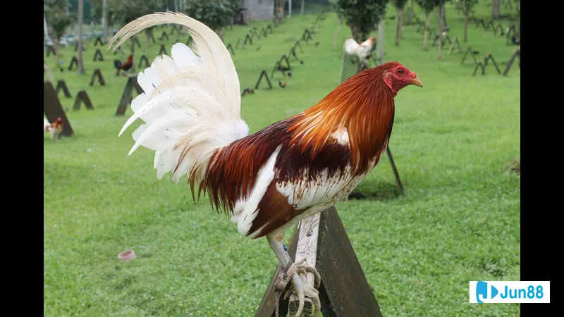 Gà đá Mỹ cựa sắt nuôi tại nhà