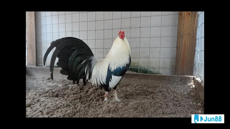 Môi trường sống và chuồng trại lý tưởng - Xây dựng môi