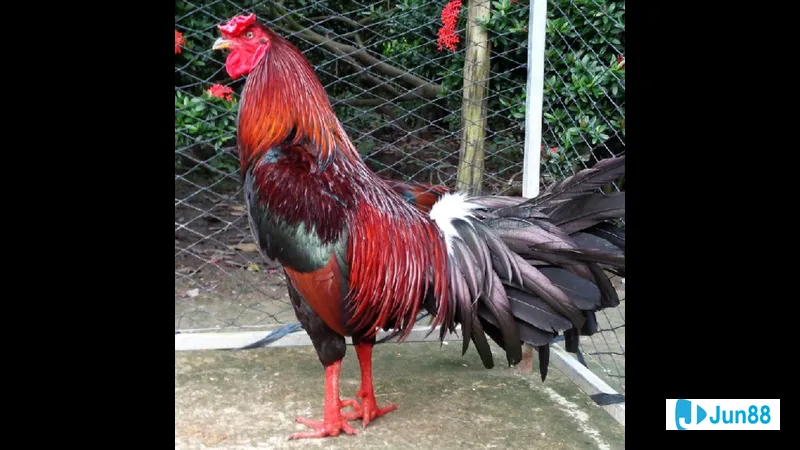 Gà đá Mỹ cựa sắt - Nuôi gà đá