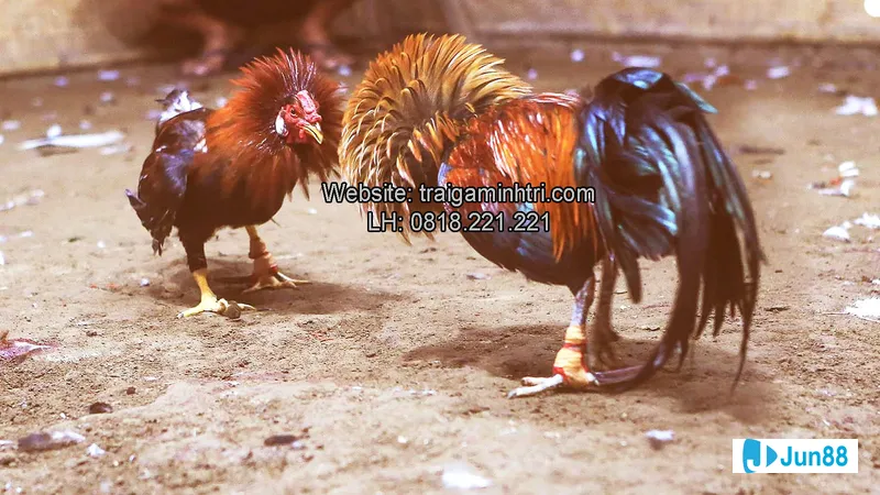 Chế độ dinh dưỡng